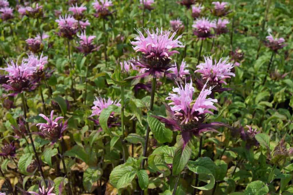 Monarda 'Beauty of Cobham' ---
